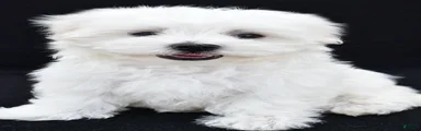 Sammy