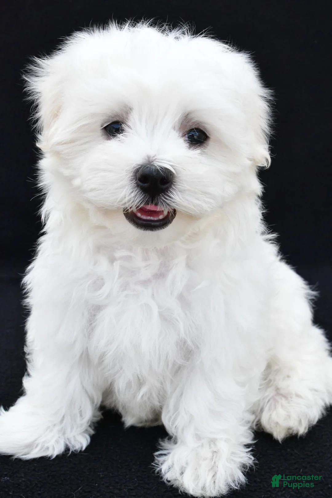 Maltese dogs for sale: Sammy - Ad 1