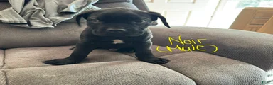 Cane Corso Puppy 2