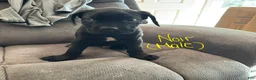 Cane Corso dogs for sale: Cane Corso Puppy 2 - Ad 1
