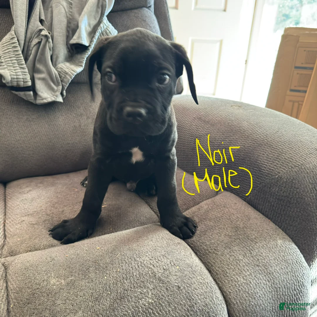 Cane Corso dogs for sale: Cane Corso Puppy 2 - Ad 1