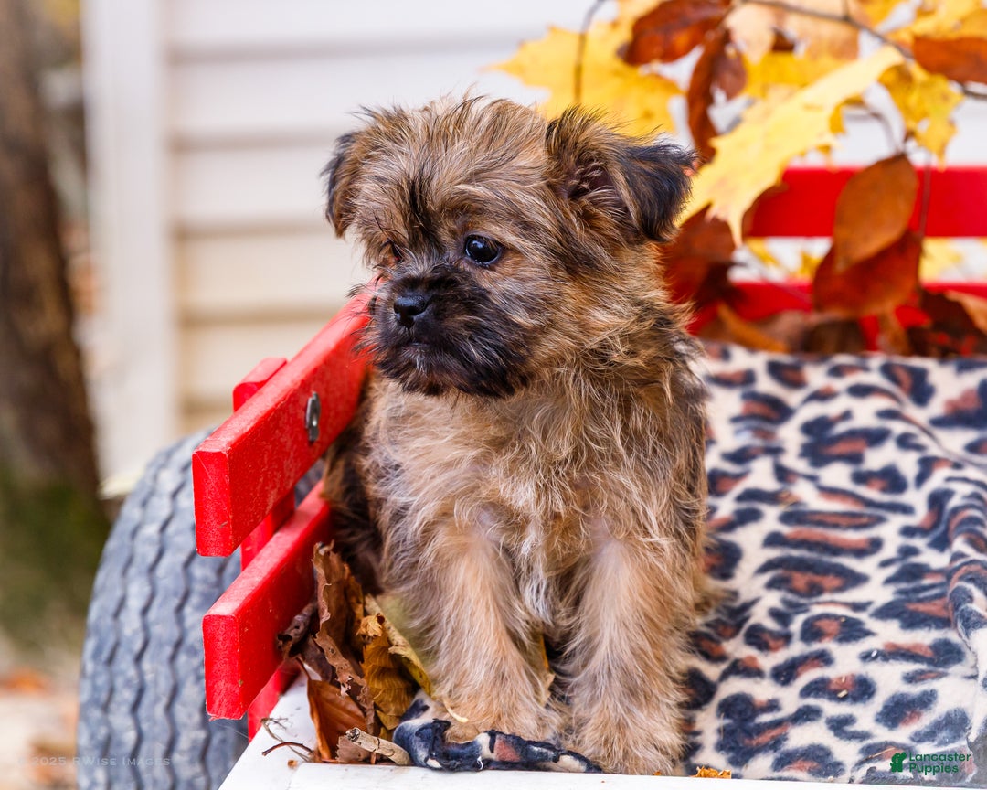 Shorkie dogs for sale: Lanae - Ad 7