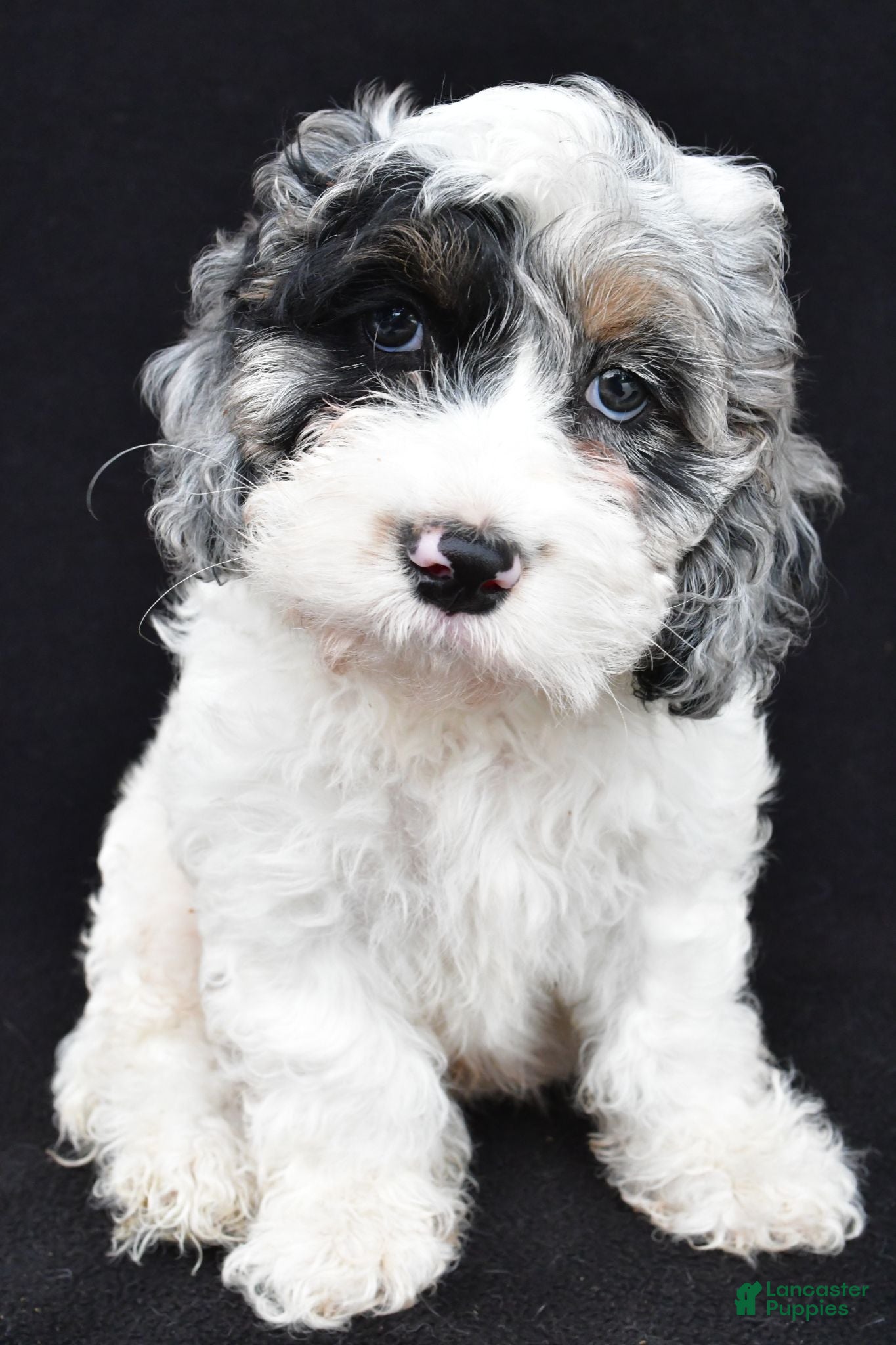 Cockapoo dogs Tyler - Ad 2