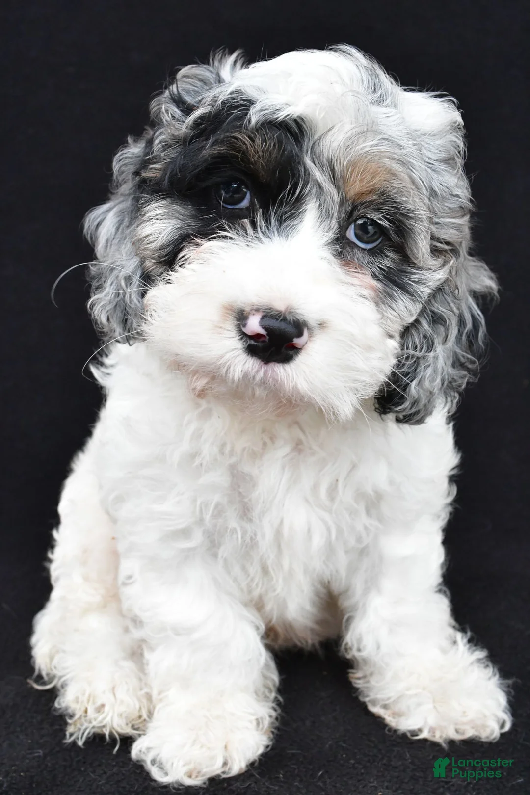 Cockapoo dogs for sale: Tyler - Ad 2