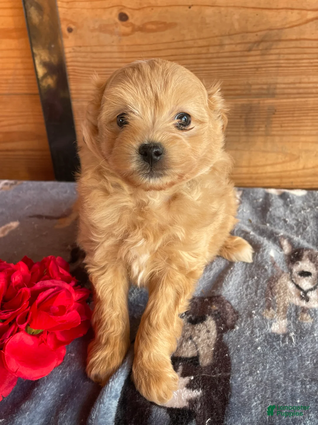 Pomapoo dogs for sale: Leo - Ad 2