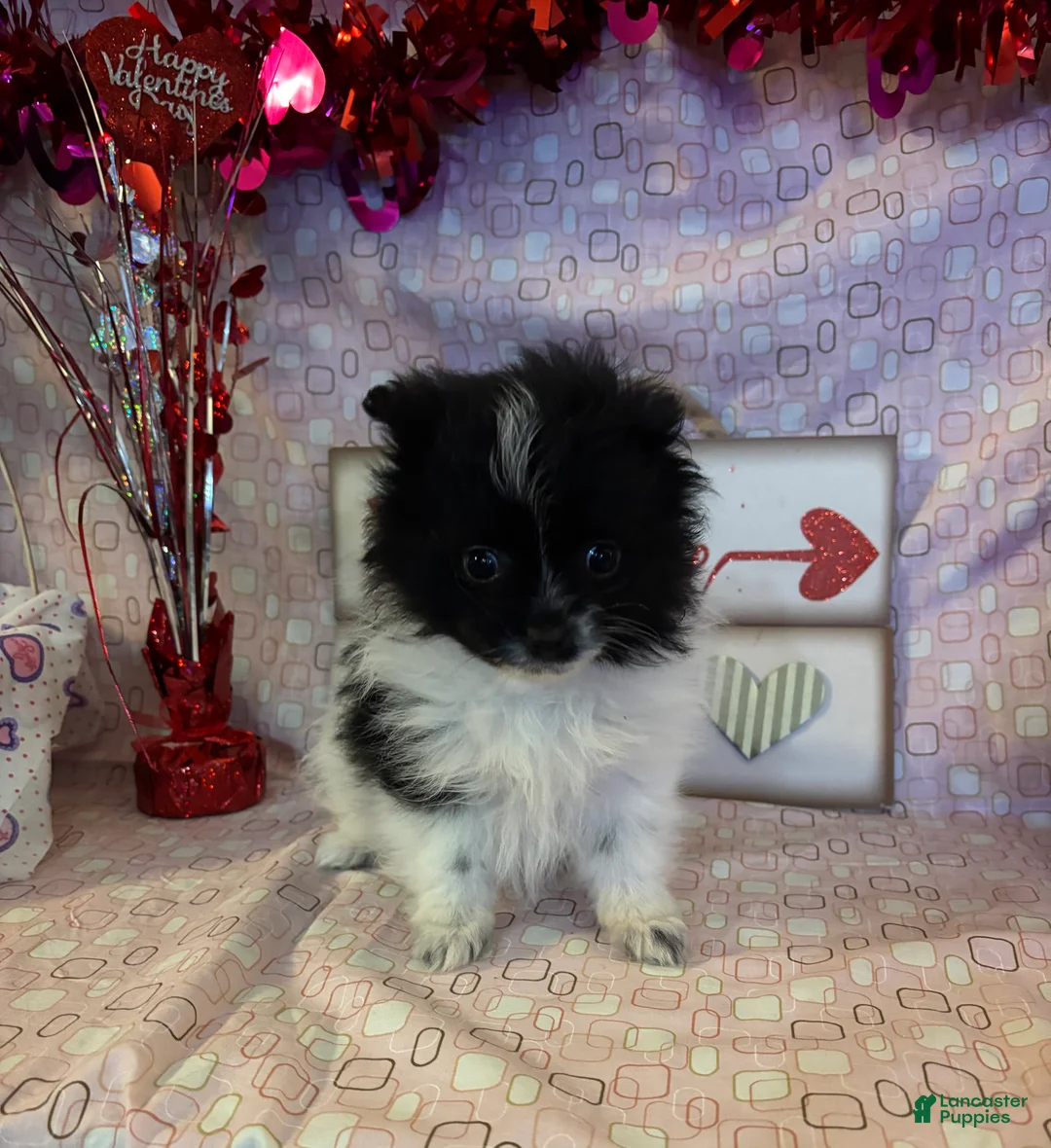 Pomeranian dogs for sale: Nick - Ad 6