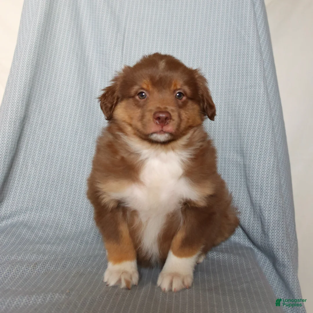 Miniature Australian Shepherd dogs for sale: Chief - Ad 1
