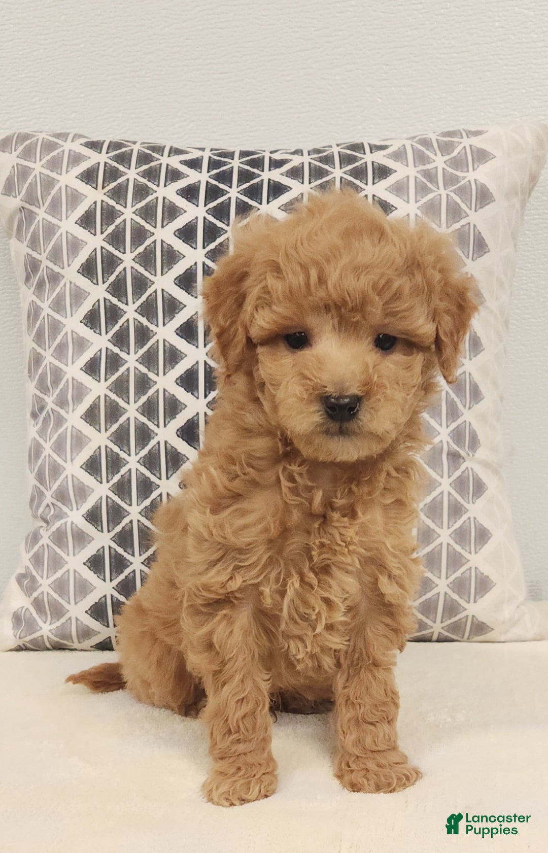 Mini Goldendoodle dogs for sale: Dillon Mini Goldendoodle Puppy 3 - Ad 8