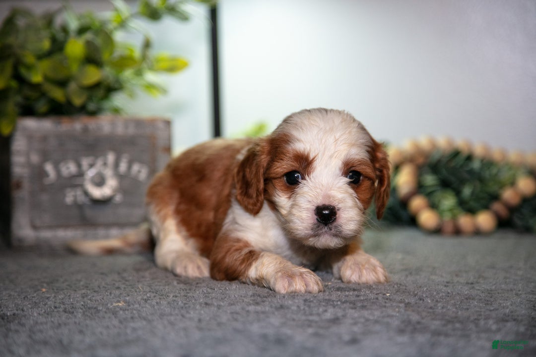 Cavapoo dogs for sale: Jack - Ad 1