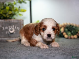 Cavapoo dogs Jack - Ad 27