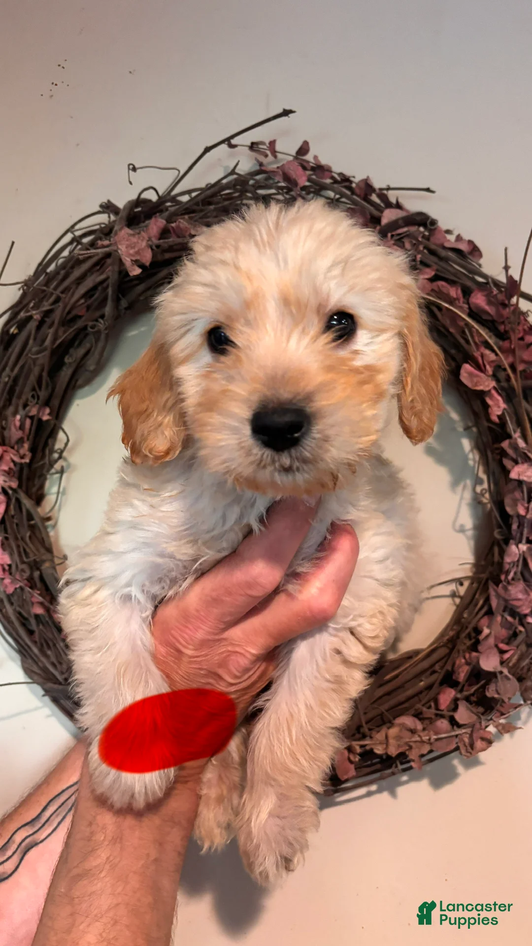 Mini Goldendoodle dogs for sale: Mini Goldendoodle 3 - Ad 2