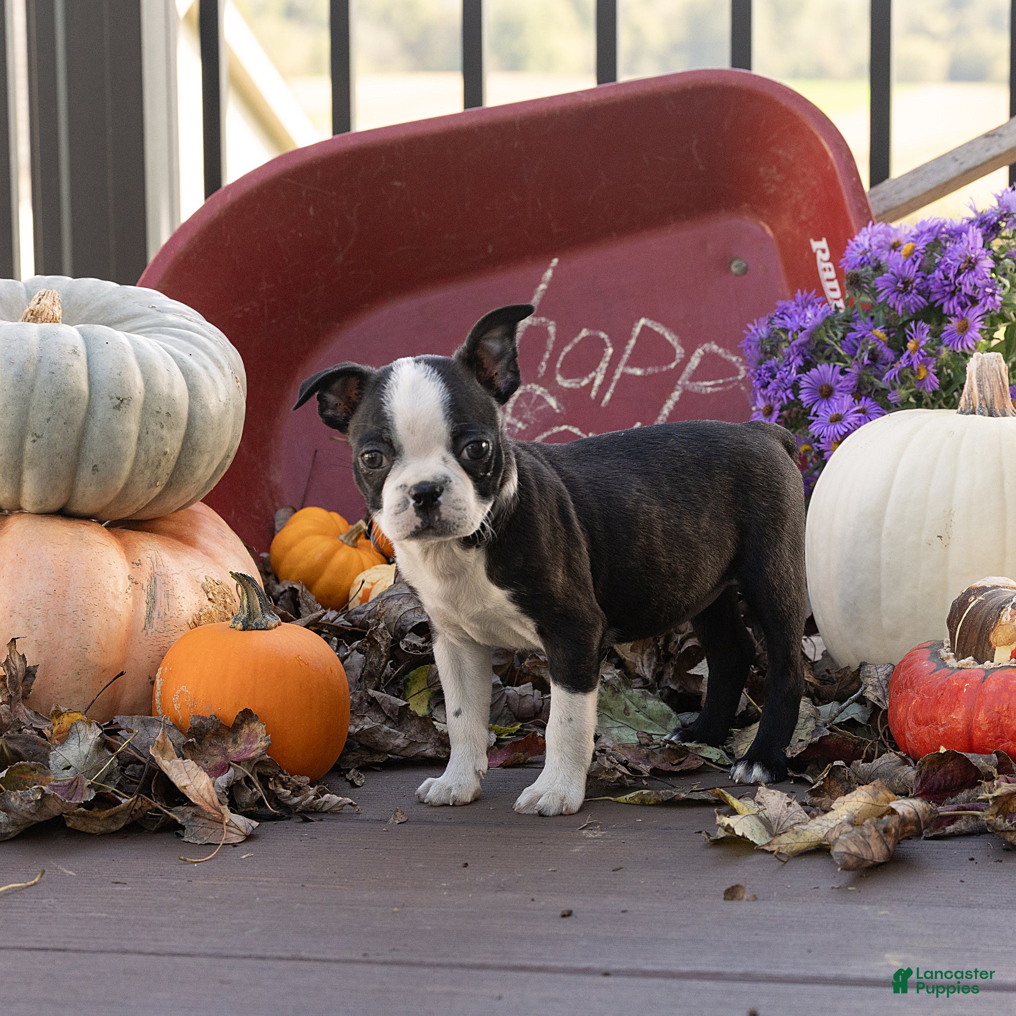 Boston Terrier dogs Charlie Boston Terrier  - Ad 2