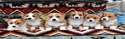 Welsh Corgi Pembroke dogs for sale: Sugar Cake - Ad 3
