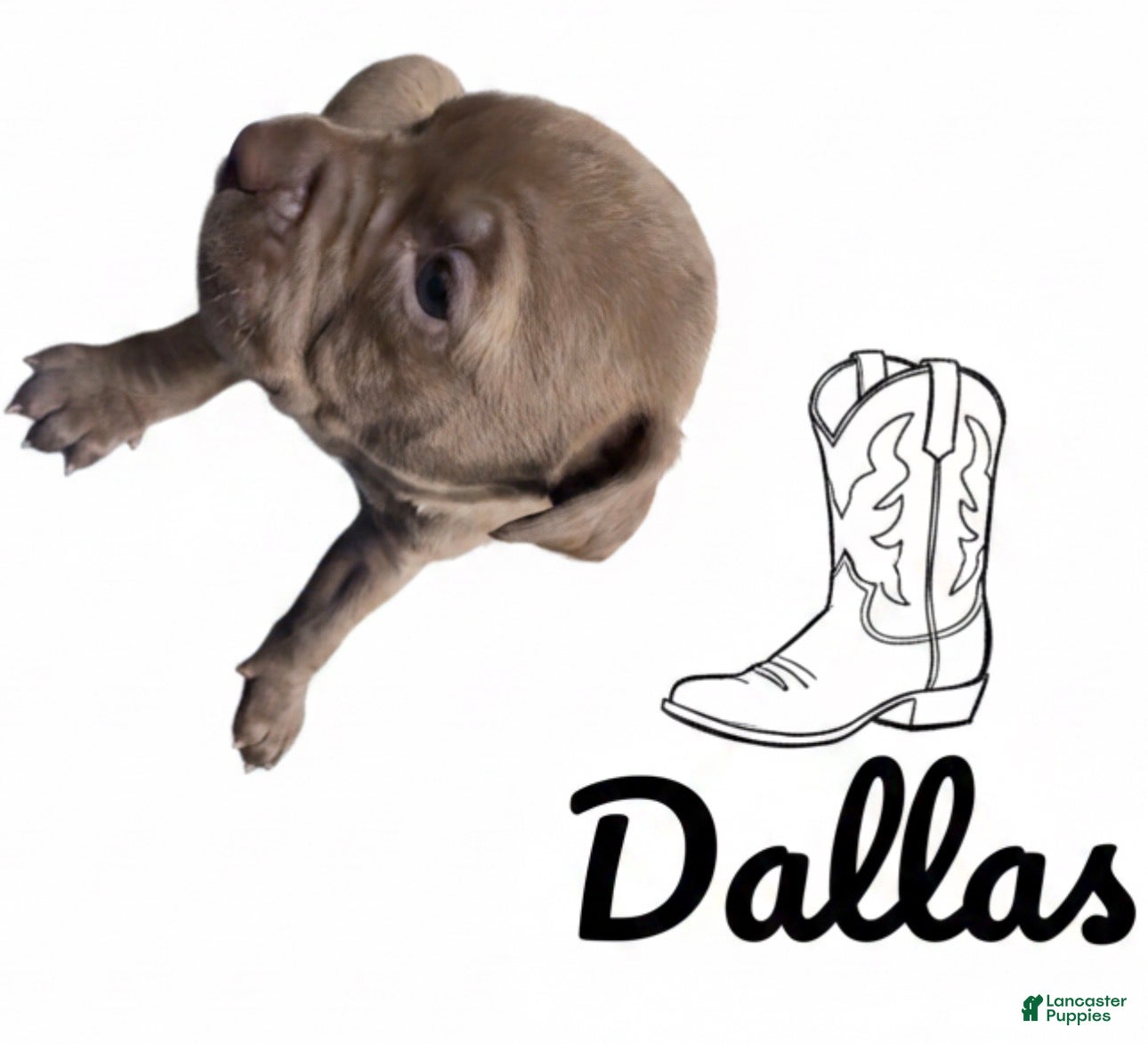 American Pit Bull Terrier dogs Dallas - Ad 35