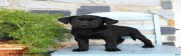 Labrador Retriever dogs for sale: Cola - Ad 3