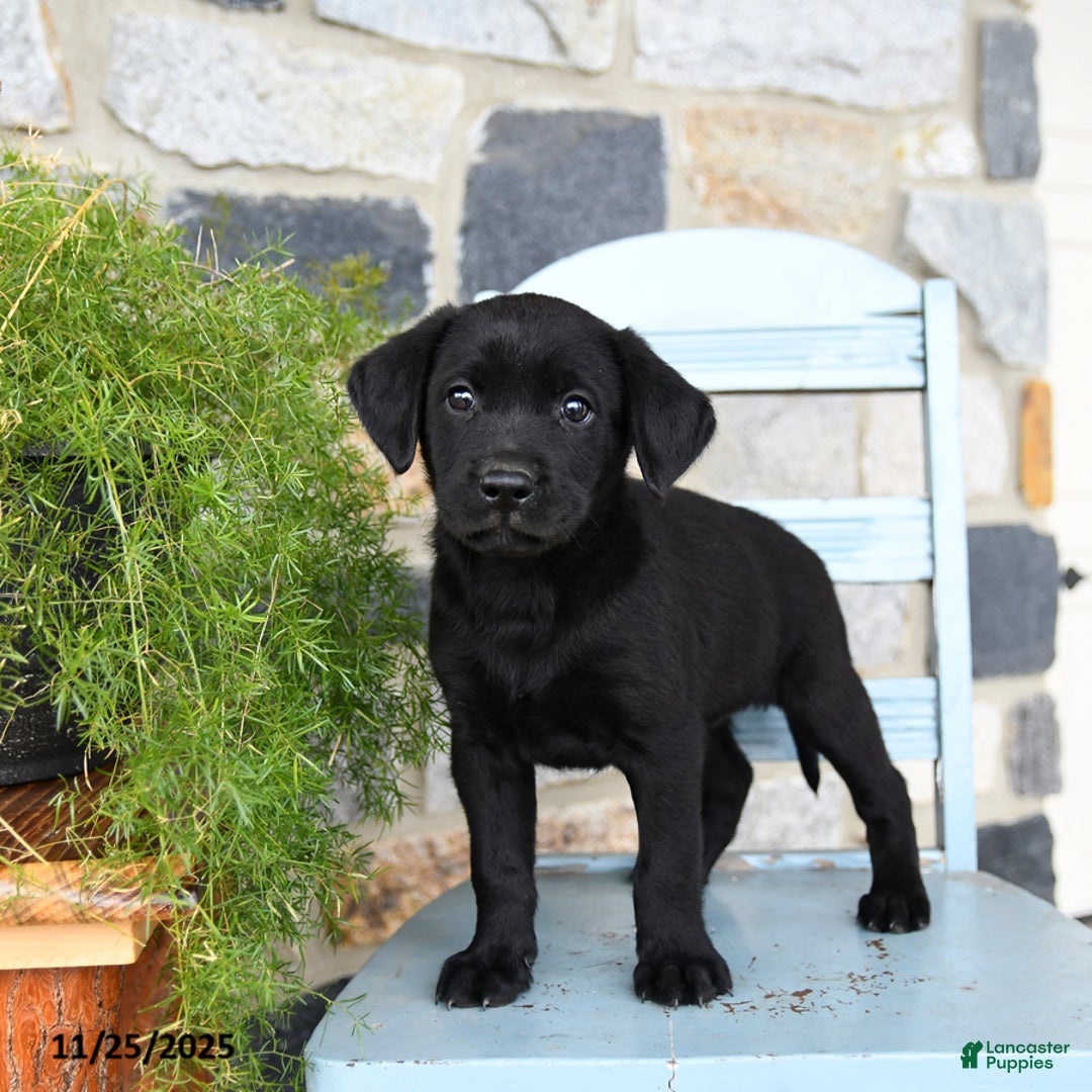 Labrador Retriever dogs for sale: Cola - Ad 3