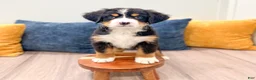 Bernese Mountain Dog dogs for sale: Baxter - Ad 3