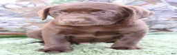Labrador Retriever dogs for sale: Tucker - Ad 1