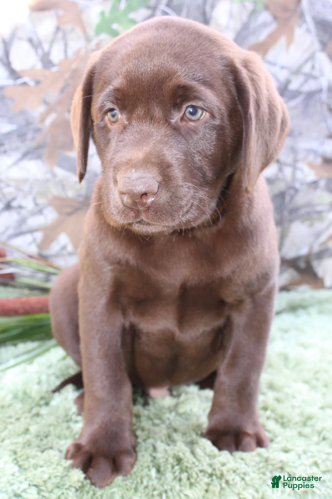 Labrador Retriever dogs for sale: Tucker - Ad 1