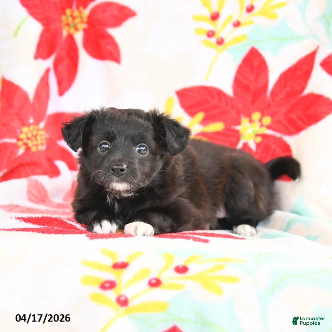 Shetland Sheepdog dogs for sale: Jemma - Ad 1