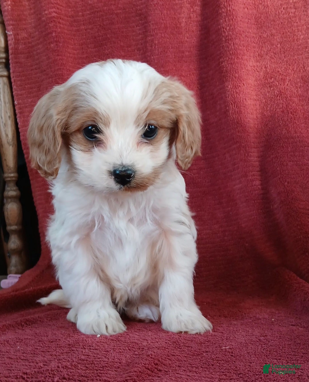 Cavapoo dogs Bryce - Ad 23