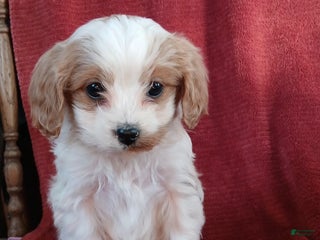 Cavapoo dogs Bryce - Ad 20