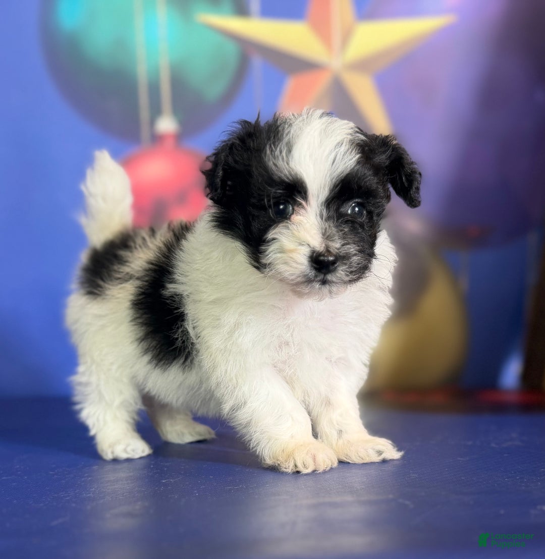 Pomapoo dogs for sale: Cruella - Ad 7