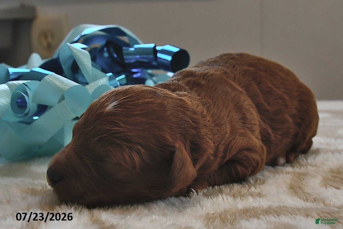 Mini Goldendoodle dogs Murphy - Ad 2