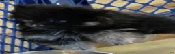 Pomeranian dogs for sale: Akc Bear  - Ad 4