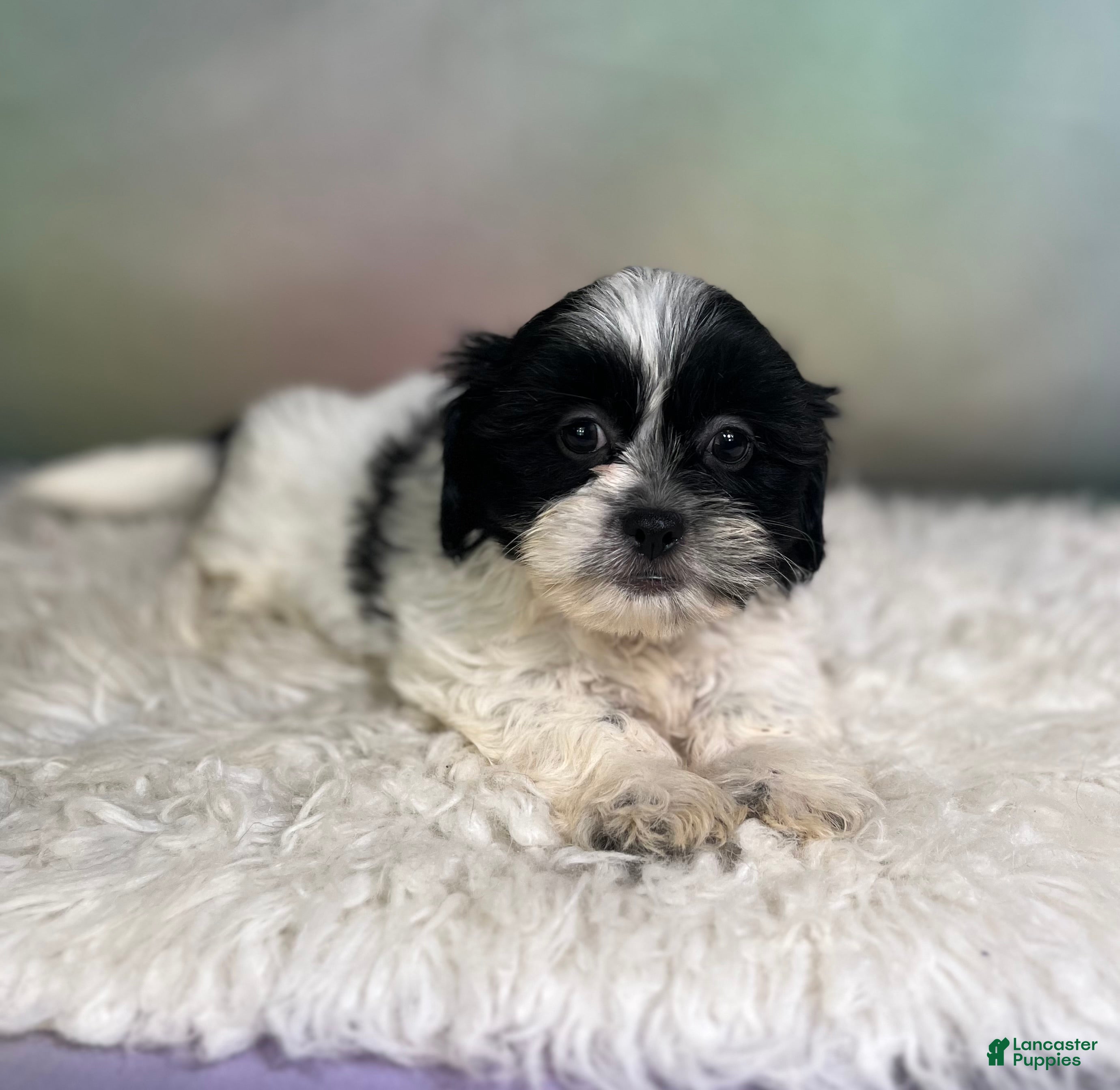 Teddy Bear dogs Oreo - Ad 1