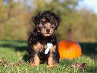 Yorkiepoo dogs - Ad 12