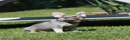French Bulldog dogs for sale: Leroy - Ad 4
