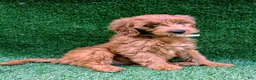Mini Goldendoodle dogs for sale: Bella - Ad 3