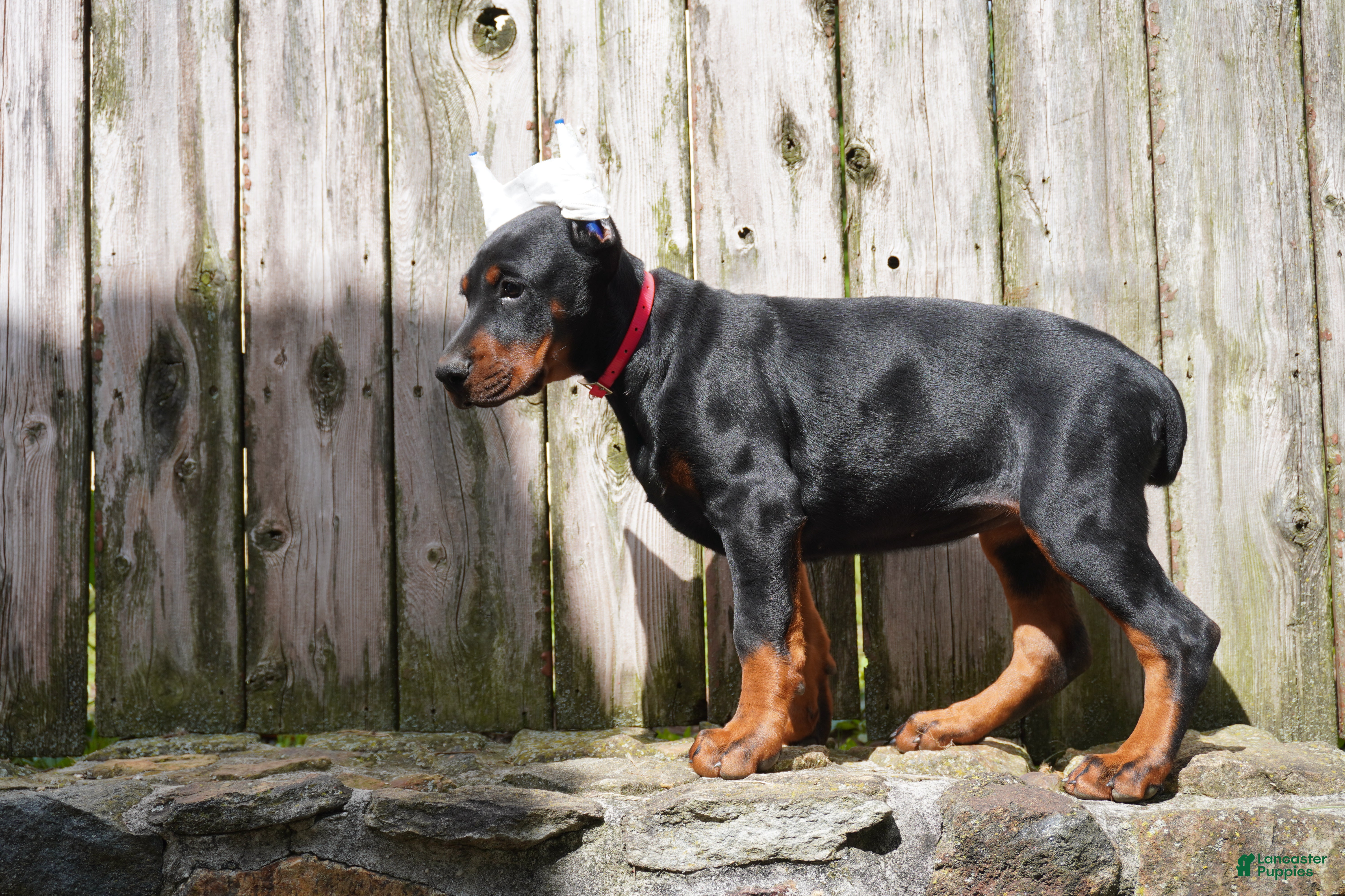 Doberman Pinscher dogs Marcy - Ad 1