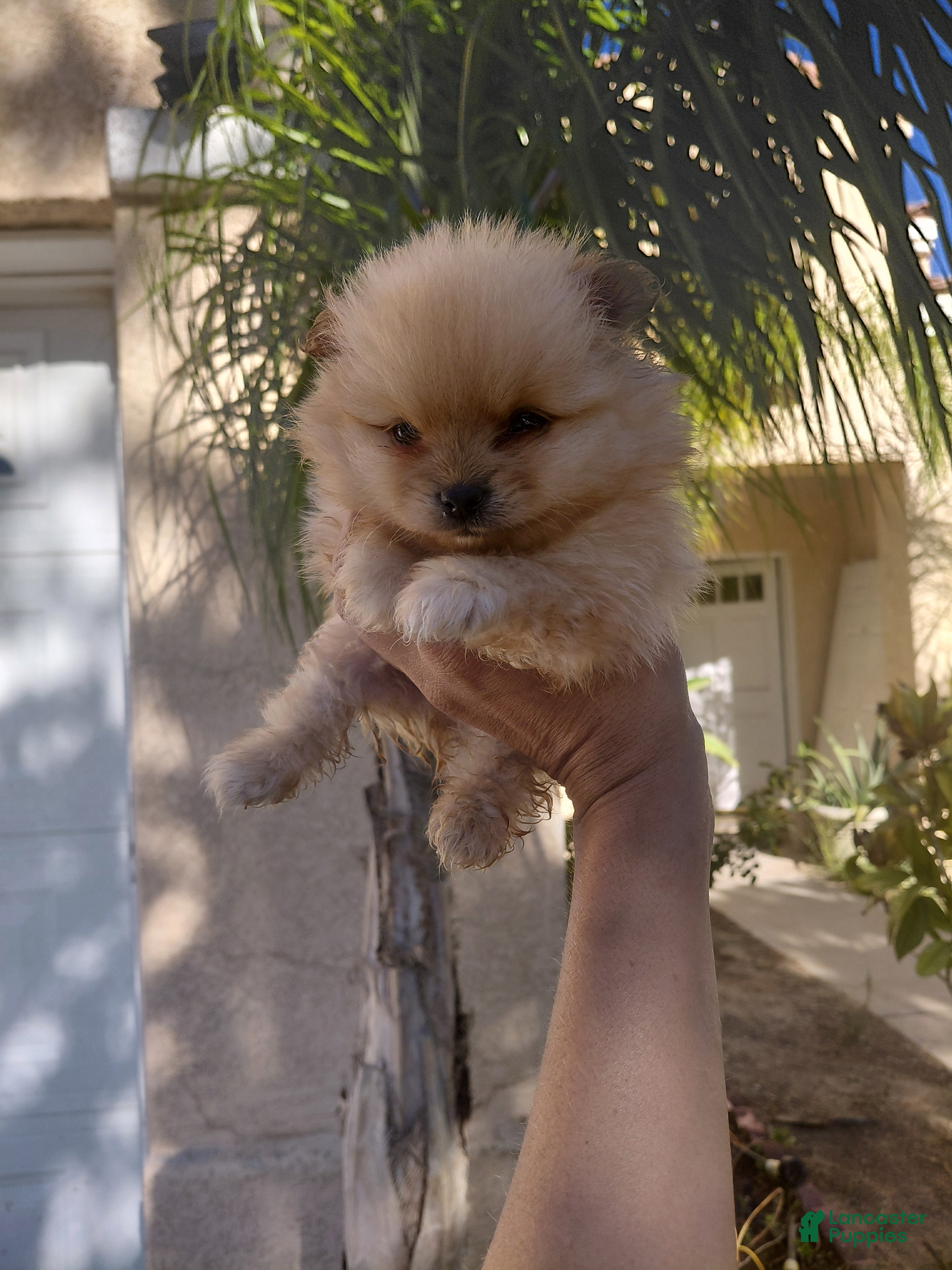 Pomeranian dogs Honey bear - Ad 1