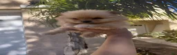 Pomeranian dogs for sale: Yogi bear 🐻  - Ad 6