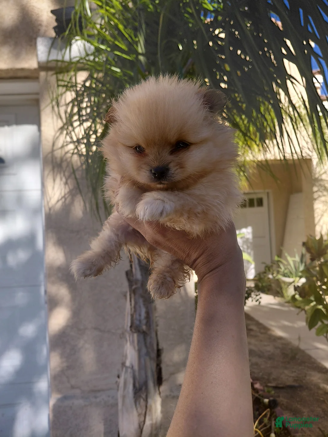Pomeranian dogs for sale: Yogi bear 🐻  - Ad 6