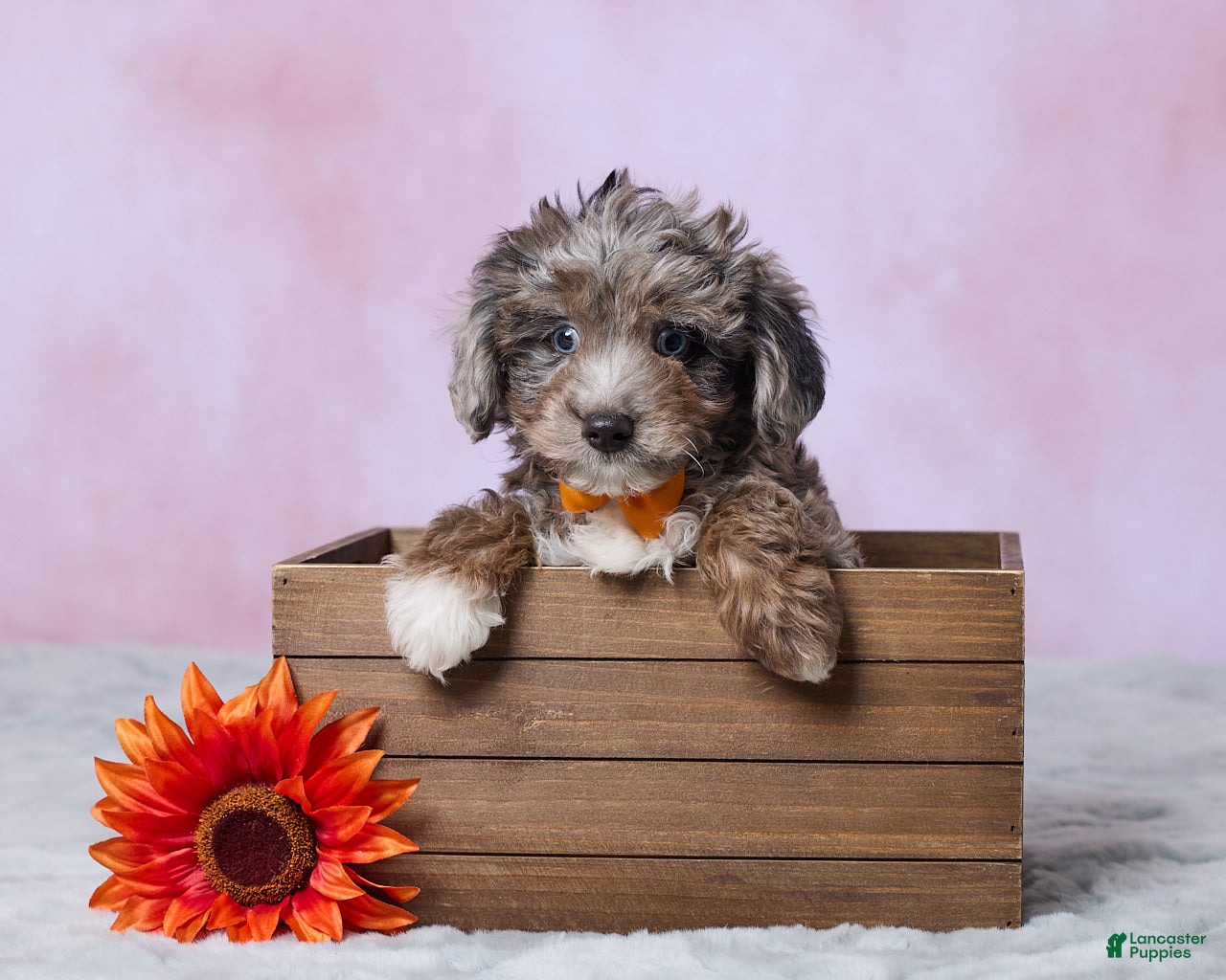 Aussiedoodle dogs Dallas - Ad 1