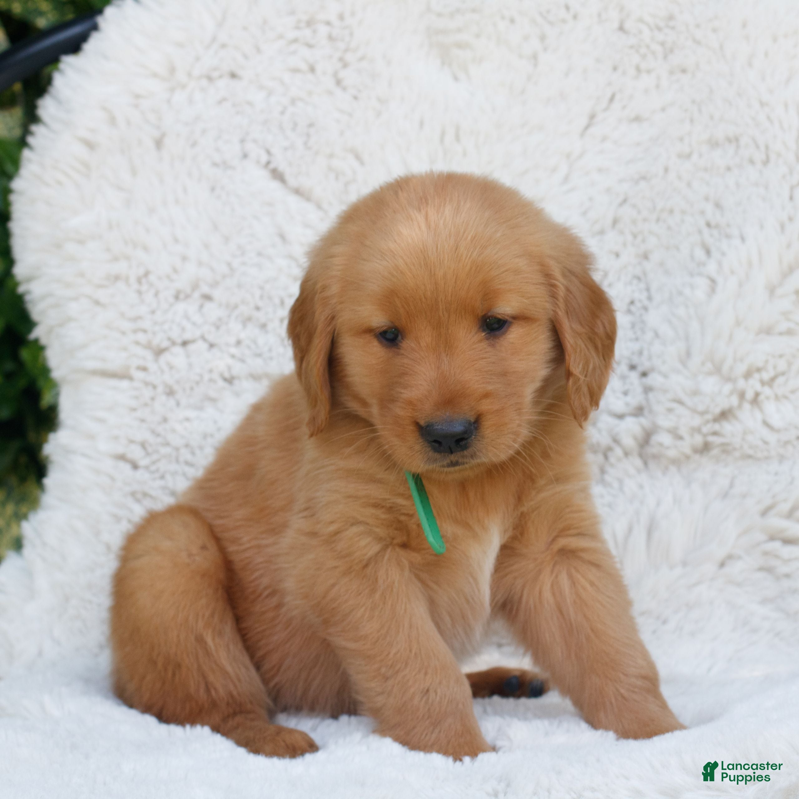 Golden Retriever dogs Paxton  - Ad 2
