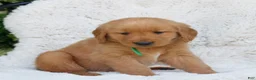 Golden Retriever dogs for sale: Paxton  - Ad 2
