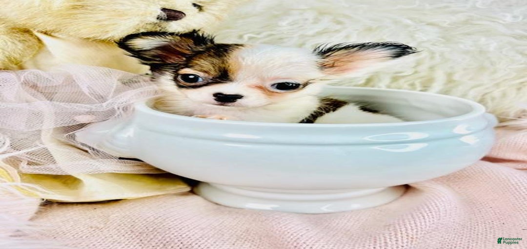 Gallery Image {{count}}