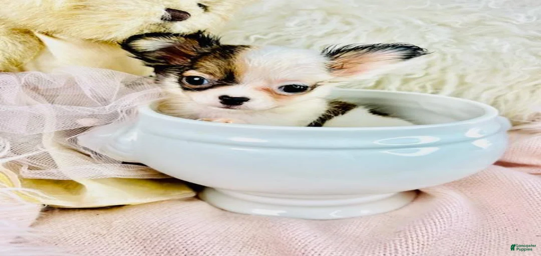 Gallery Image {{count}}