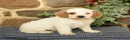 Cockapoo dogs for sale: Cream - Ad 3