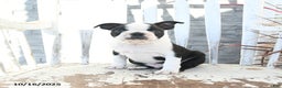 Boston Terrier dogs for sale: Navy - Ad 6