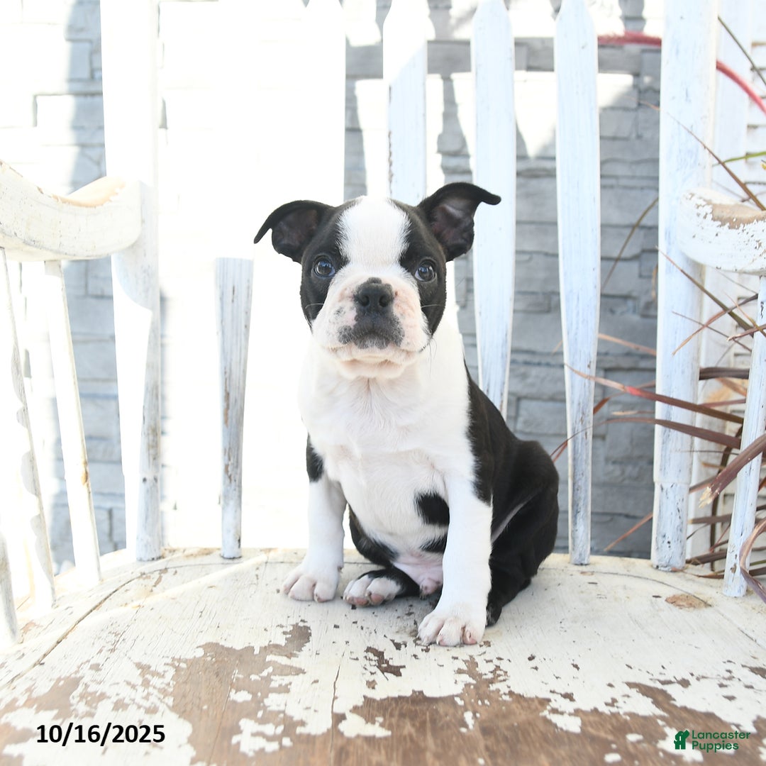 Boston Terrier dogs for sale: Navy - Ad 6