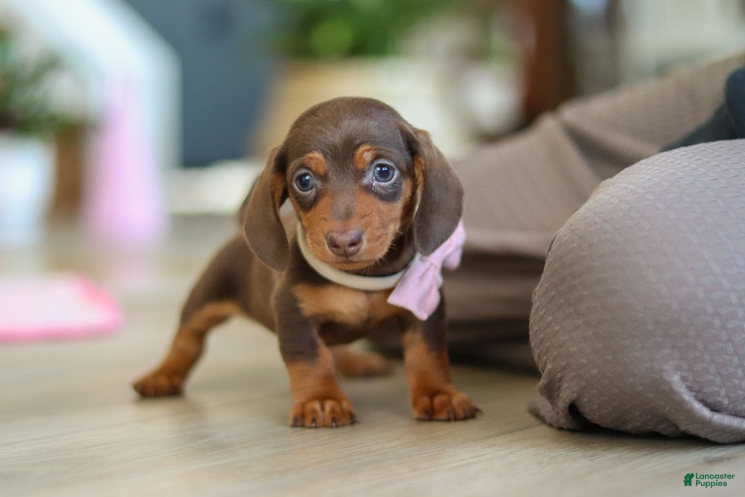 Miniature Dachshund dogs for sale: Chloe - Ad 5