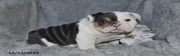 English Bulldog dogs for sale: Stanton - Ad 3