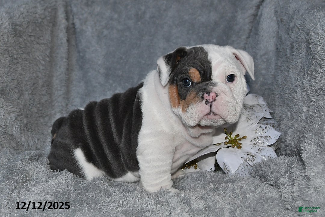 English Bulldog dogs for sale: Stanton - Ad 3