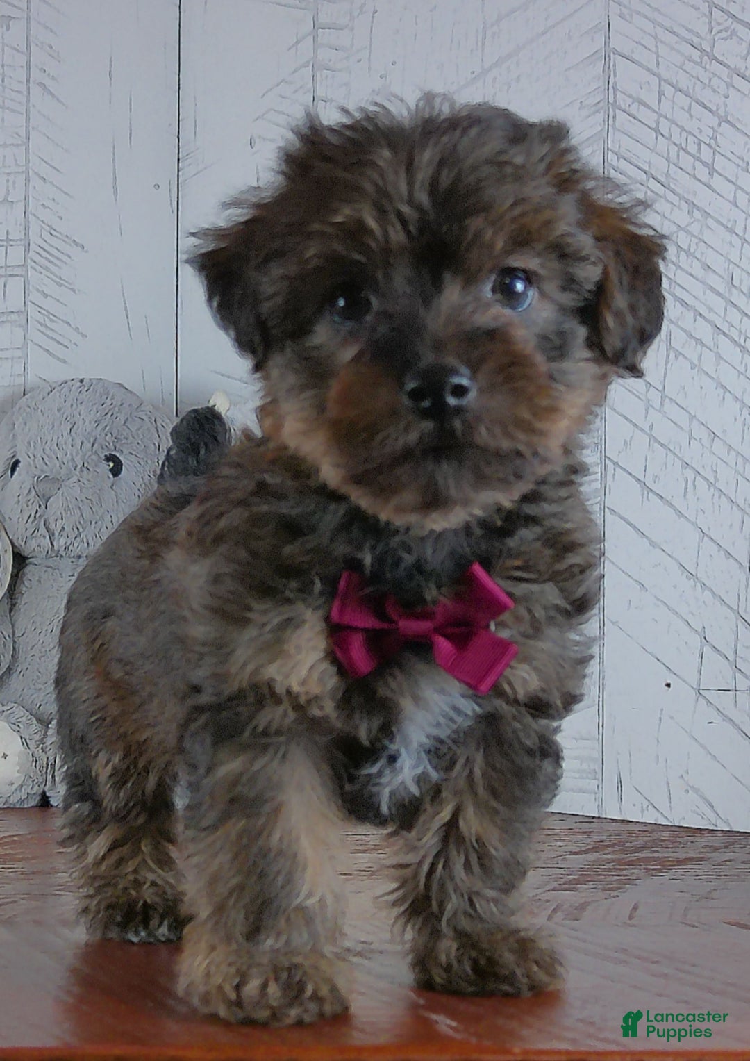 Yorkiepoo dogs for sale: Toast - Ad 2