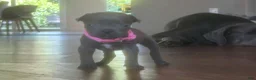 Cane Corso dogs for sale: Cane Corso Puppy 9 - Ad 3